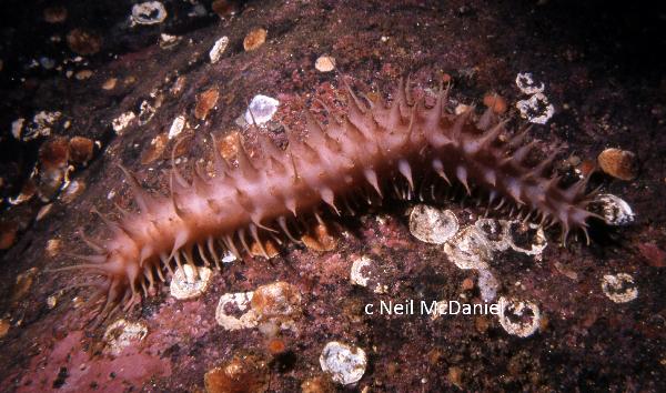 Photo of Synallactes challengeri by <a href="http://www.seastarsofthepacificnorthwest.info/">Neil McDaniel</a>